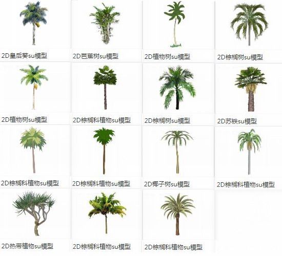 Sketchup素材模型|2D棕榈科植物树芭蕉树 Sketchup素材模型|2D棕榈科植物树芭蕉树