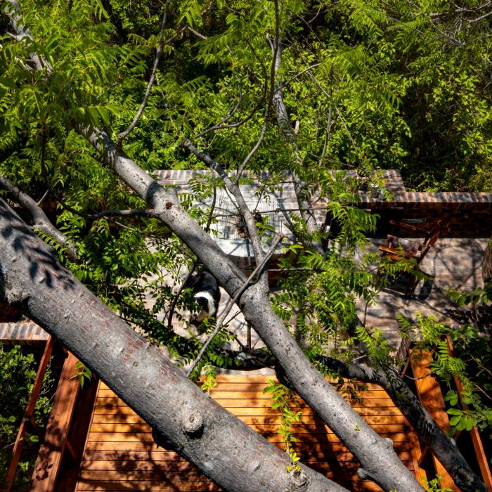 BIM建筑|清幽简居,消隐于森林:南非狭长之宅 BIM建筑|清幽简居,消隐于森林:南非狭长之宅