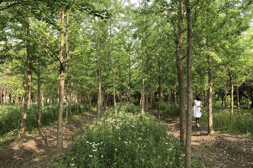 BIM建筑|树林里的图书室:自然向建筑的转译/空间里 BIM建筑|树林里的图书室:自然向建筑的转译/空间里