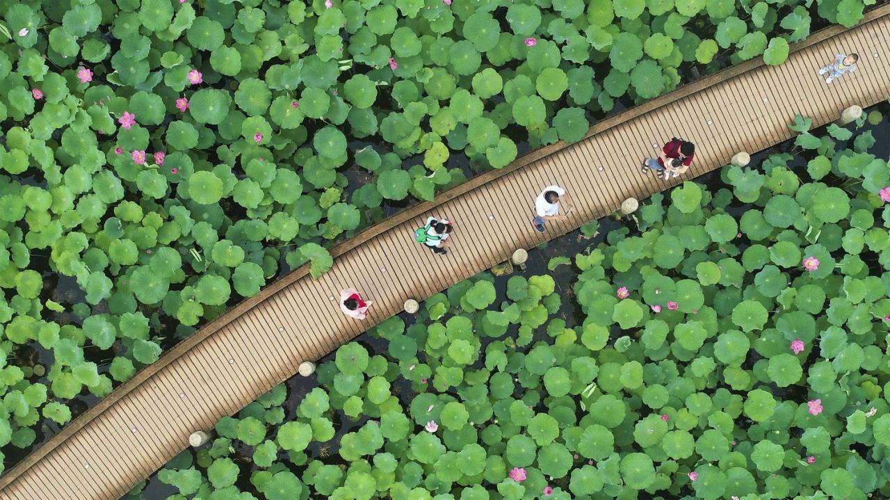 BIM建筑|古劳水乡文化生态旅游度假区宾客中心 / 深圳华汇设计 BIM建筑|古劳水乡文化生态旅游度假区宾客中心 / 深圳华汇设计