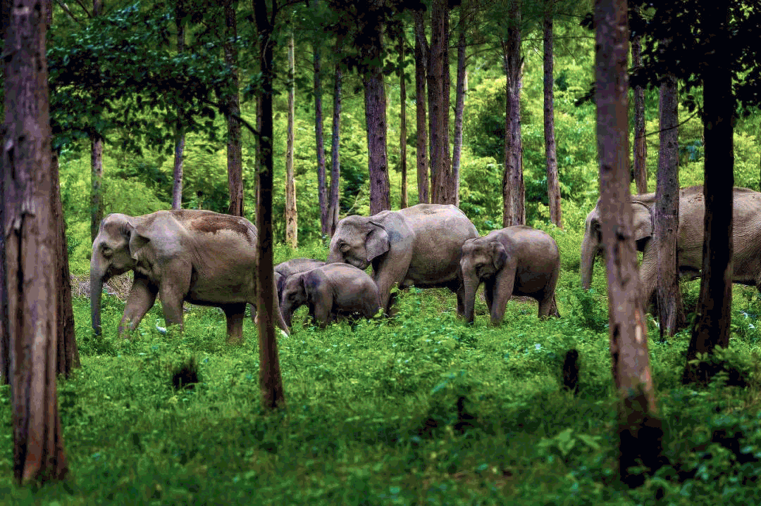 BIM建筑|雀舞彩云:中老铁路-西双版纳站室内设计 / CCDI悉地国际 BIM建筑|雀舞彩云:中老铁路-西双版纳站室内设计 / CCDI悉地国际