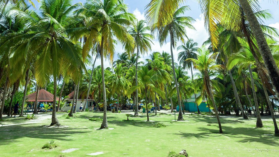 BIM建筑|丛林树屋:在加勒比海边做一场满是棕榈叶的梦 / 繁星建筑工作室 BIM建筑|丛林树屋:在加勒比海边做一场满是棕榈叶的梦 / 繁星建筑工作室