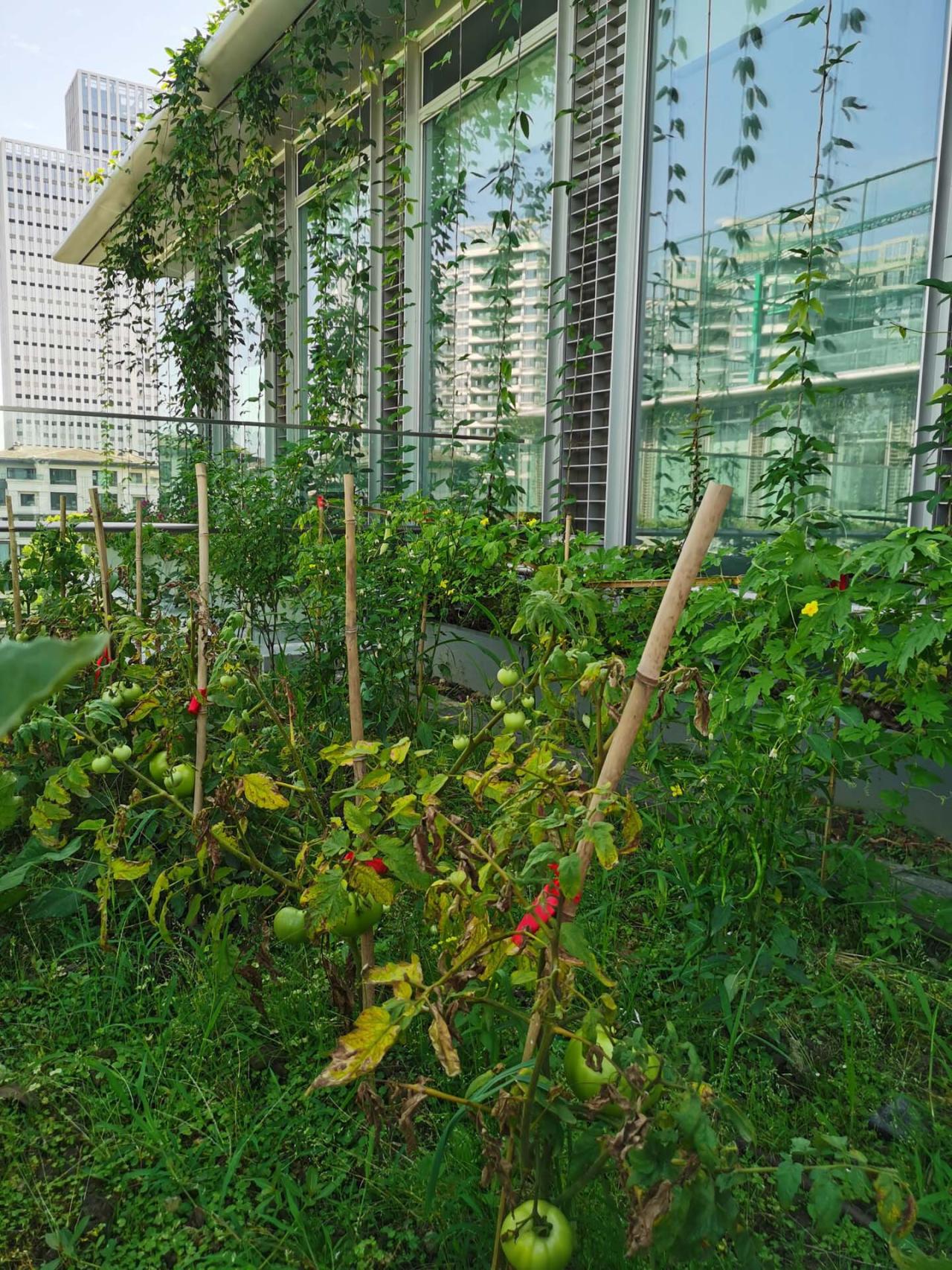 BIM建筑|中建滨湖设计总部 / 中国建筑西南设计研究院 BIM建筑|中建滨湖设计总部 / 中国建筑西南设计研究院