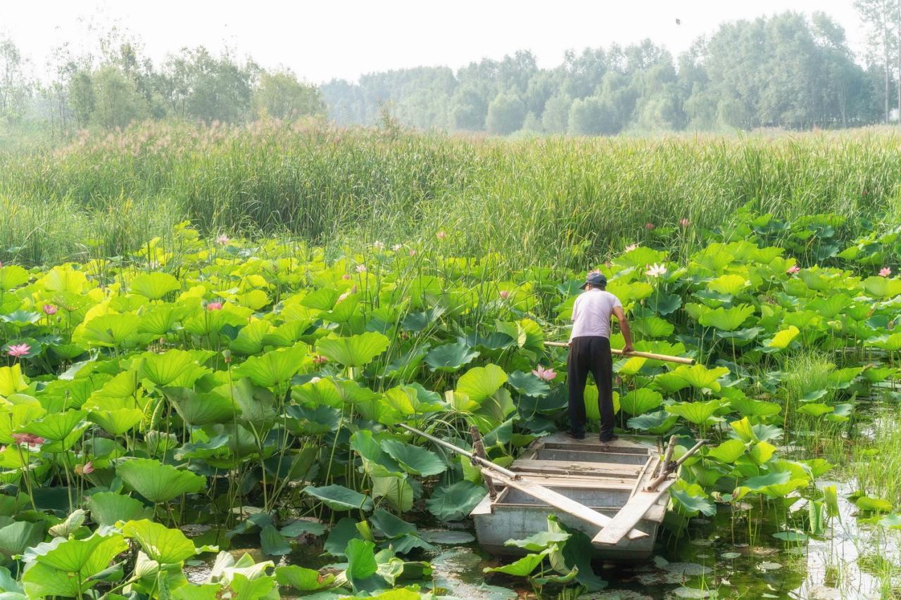BIM建筑|雄安白洋淀水岸公园 / TLS景观设计事务所 BIM建筑|雄安白洋淀水岸公园 / TLS景观设计事务所