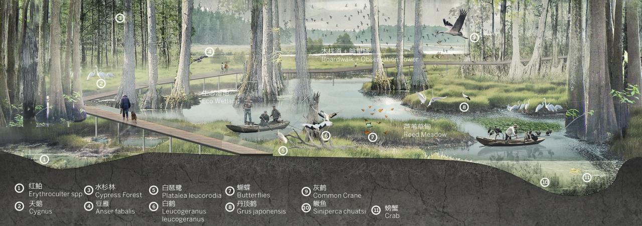 BIM建筑|雄安白洋淀水岸公园 / TLS景观设计事务所 BIM建筑|雄安白洋淀水岸公园 / TLS景观设计事务所