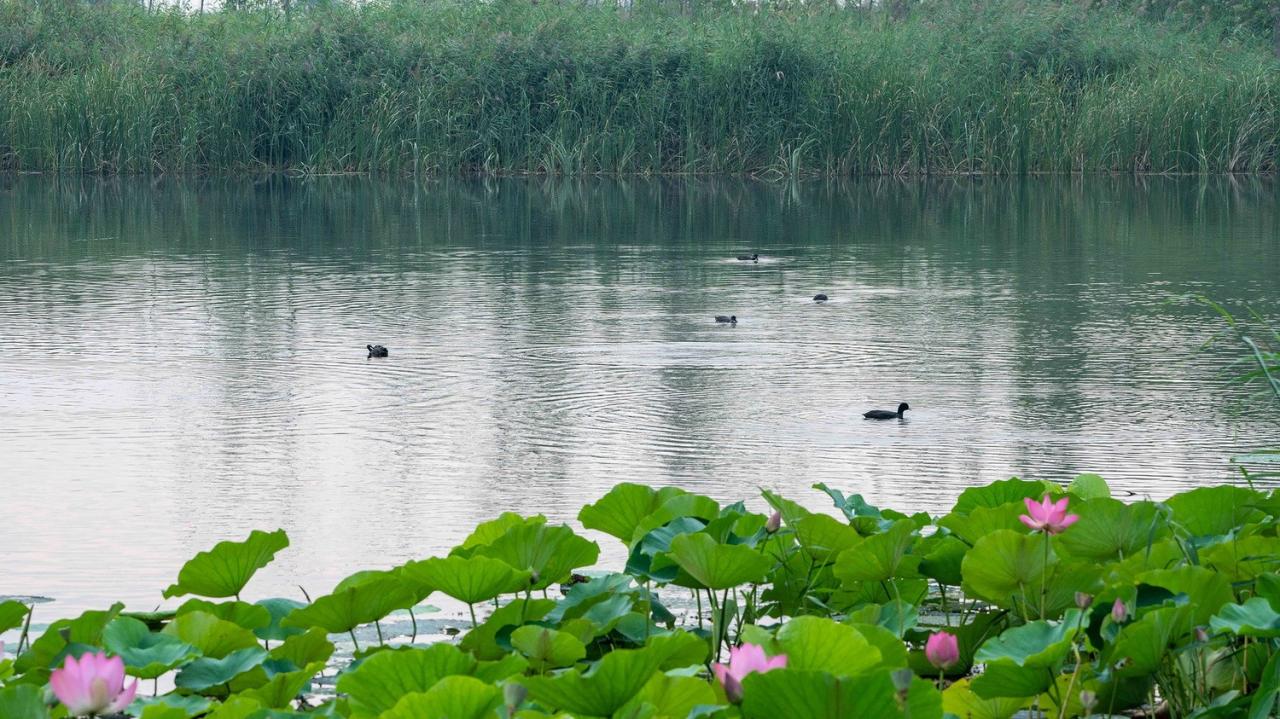 BIM建筑|雄安白洋淀水岸公园 / TLS景观设计事务所 BIM建筑|雄安白洋淀水岸公园 / TLS景观设计事务所