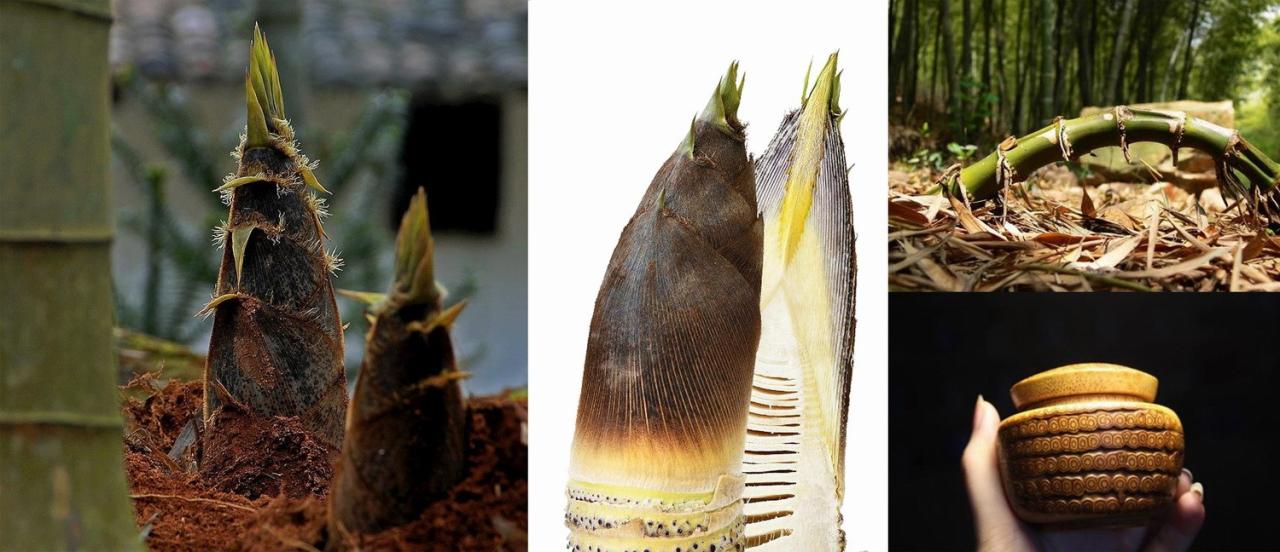 BIM建筑|竹文化的意象解读:崇州·竹艺村游客中心 / 小隐建筑 BIM建筑|竹文化的意象解读:崇州·竹艺村游客中心 / 小隐建筑