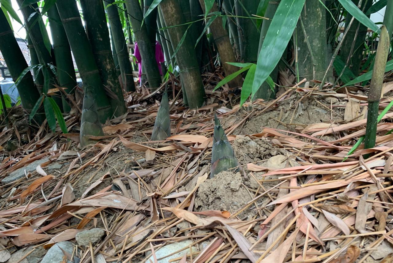 BIM建筑|竹文化的意象解读:崇州·竹艺村游客中心 / 小隐建筑 BIM建筑|竹文化的意象解读:崇州·竹艺村游客中心 / 小隐建筑