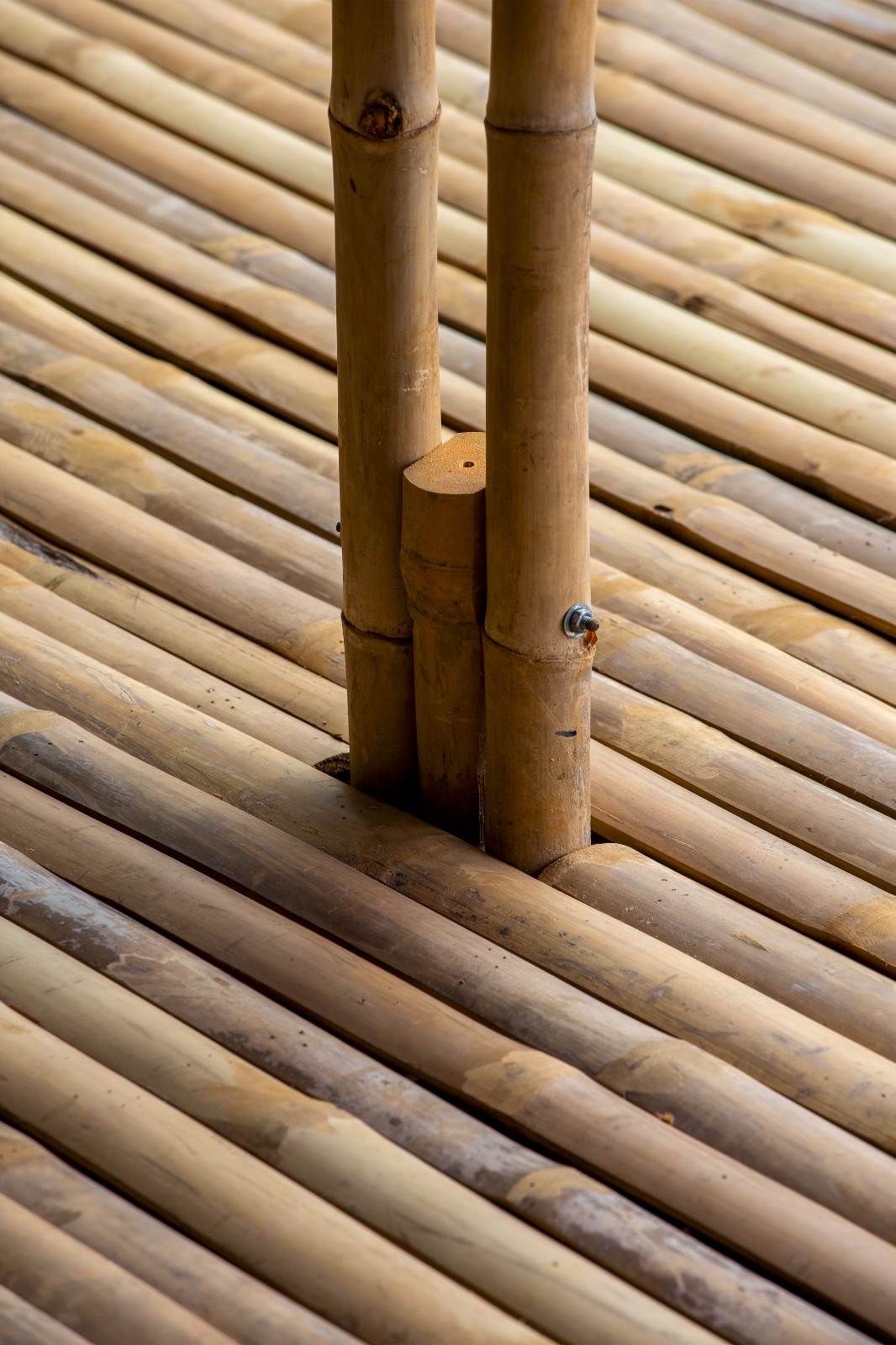 BIM建筑|适应气候变化,漂浮竹屋 / H&P Architects BIM建筑|适应气候变化,漂浮竹屋 / H&P Architects