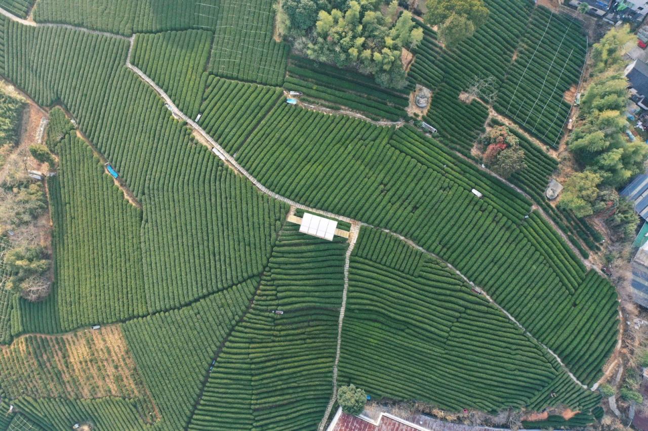 BIM建筑|长埭村艺术乡建系列-茶山浮亭 / 由牧建筑 BIM建筑|长埭村艺术乡建系列-茶山浮亭 / 由牧建筑