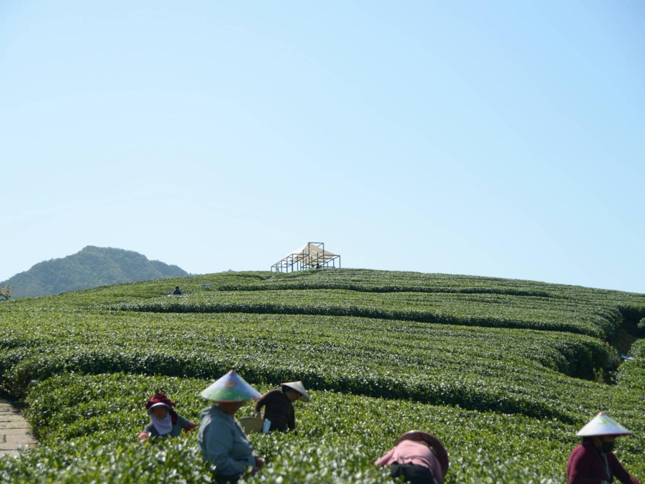 BIM建筑|长埭村艺术乡建系列-茶山浮亭 / 由牧建筑 BIM建筑|长埭村艺术乡建系列-茶山浮亭 / 由牧建筑